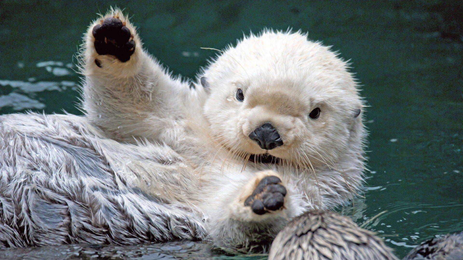 Cute Sea Otter Wallpapers - Top Free Cute Sea Otter Backgrounds ...