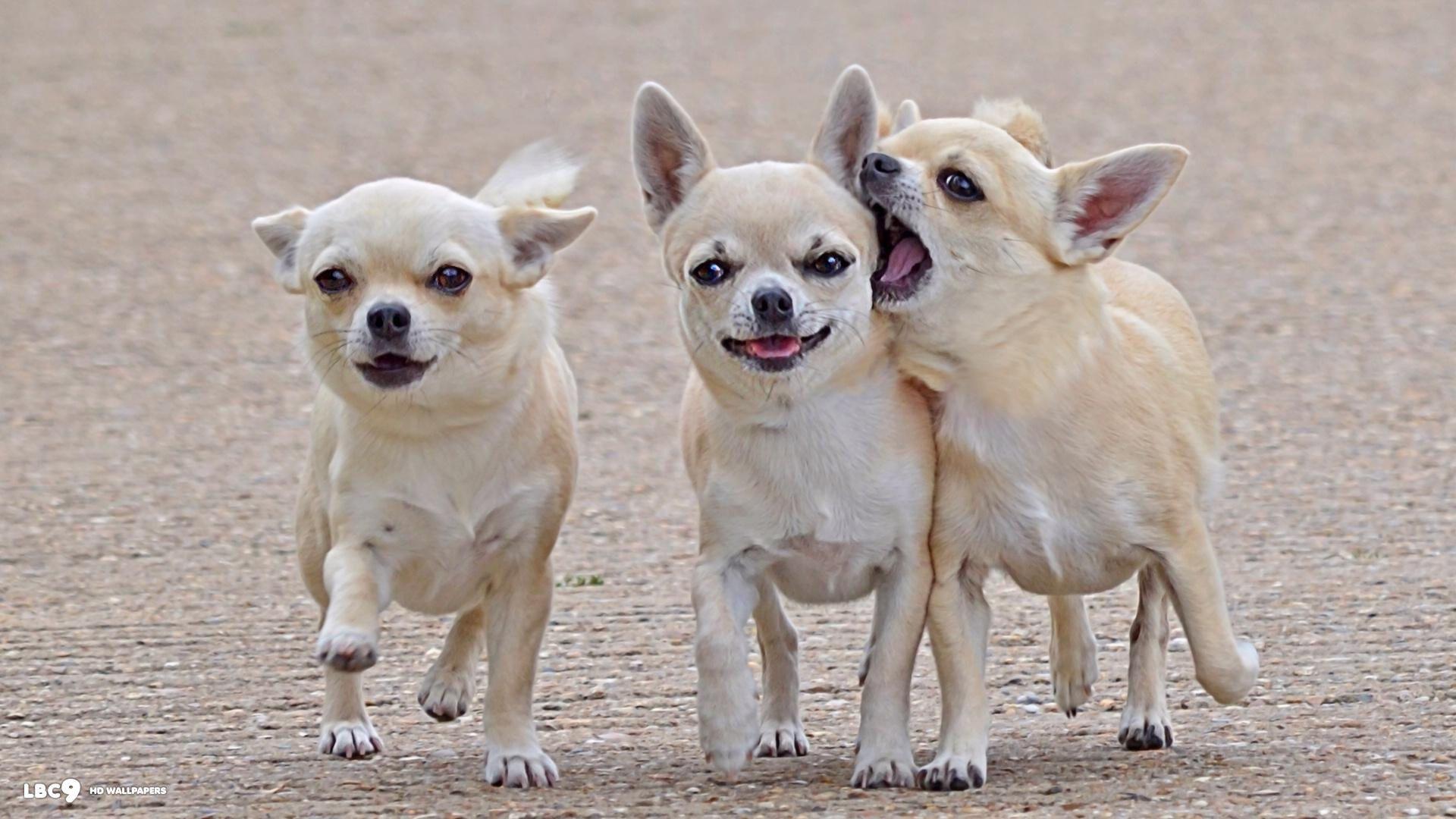 Download wallpaper 800x1200 chihuahua three friends comrades dog walk  iphone 4s4 for parallax hd background