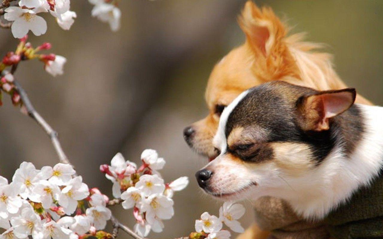 1280x800 Chihuahua and Flower Wallpaper