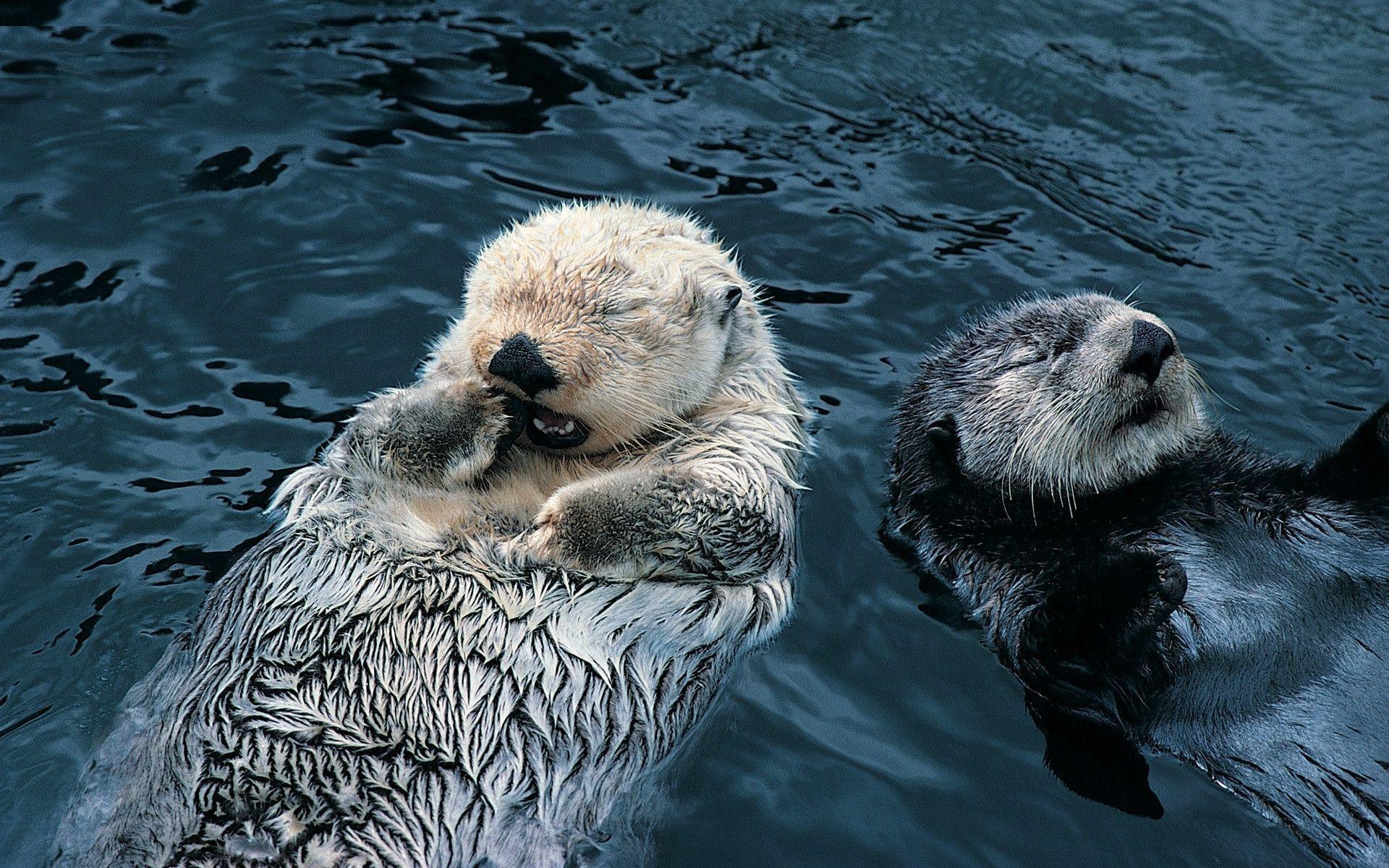 Sea Otter Wallpapers - Top Free Sea Otter Backgrounds ...