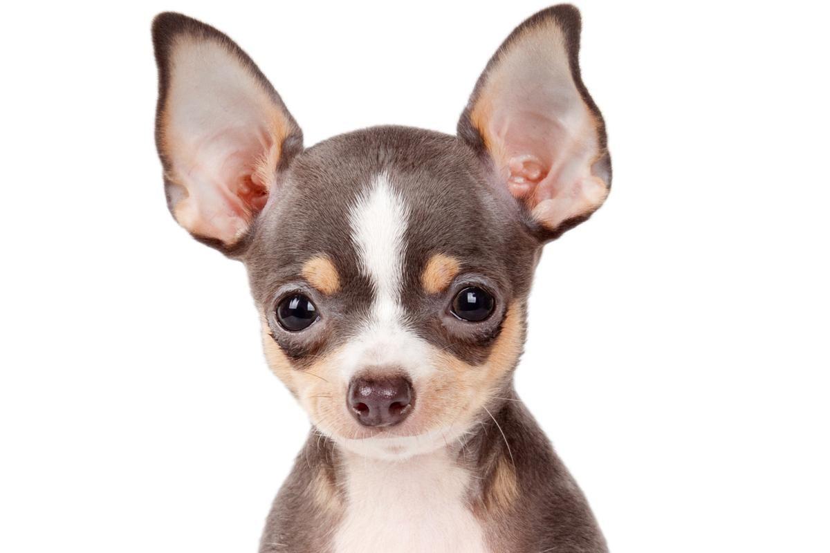 1200x800 Chihuahua Wallpaper Widescreen #GI66E63