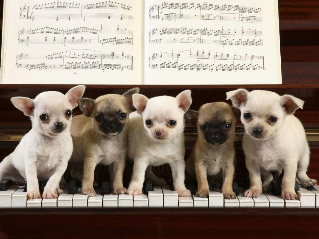 1024x768 Chihuahua wallpaper