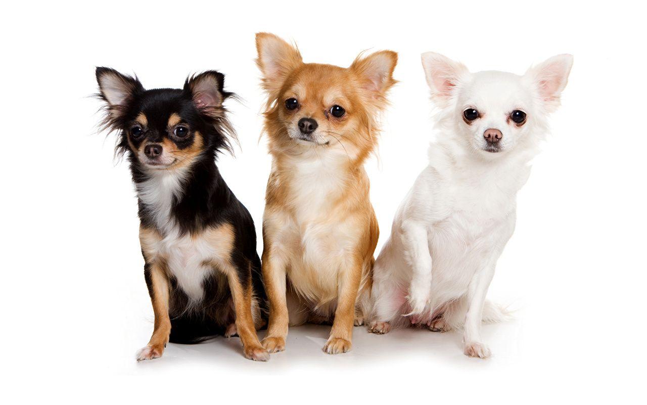 1280x801 Desktop Wallpaper Chihuahua Dogs Three 3 Animals White