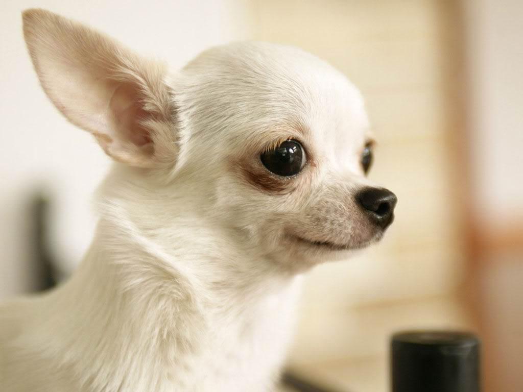 1024x768 all new pix1: Chihuahua Wallpaper HD