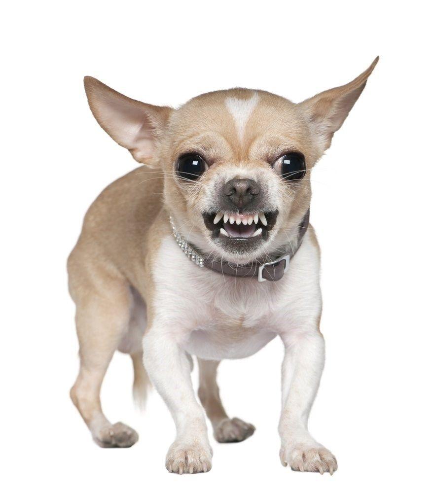 884x1000 Aggressive Chihuahua Free Wallpaper & Background
