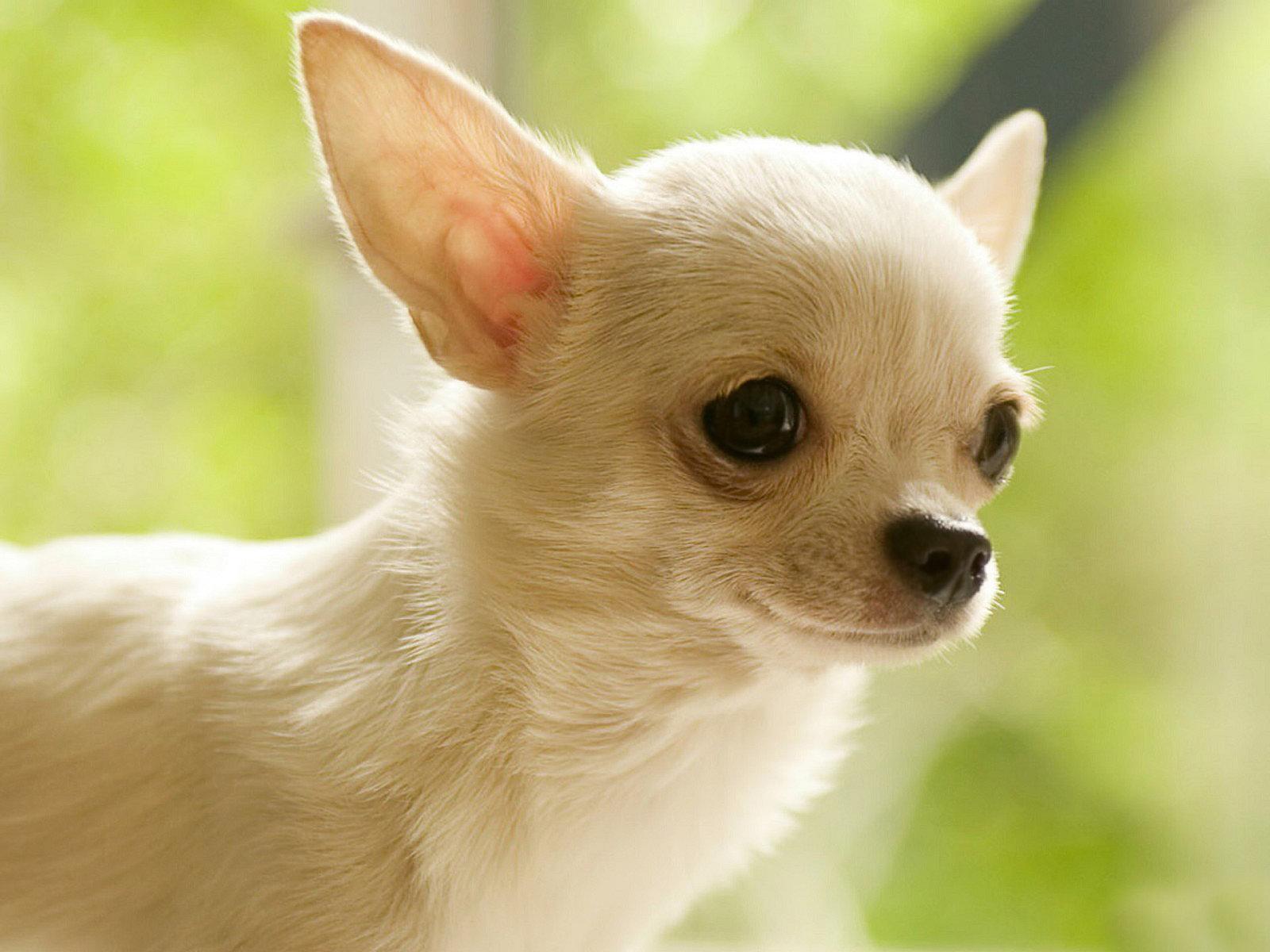 1600x1200 Chihuahua wallpaper HD for desktop background