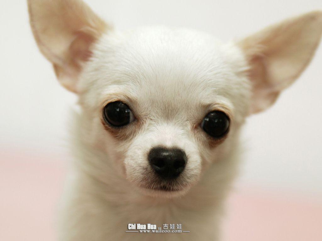 1024x768 Chihuahua puppy wallpaper -Chihuahua Picture 1024x768 NO.9