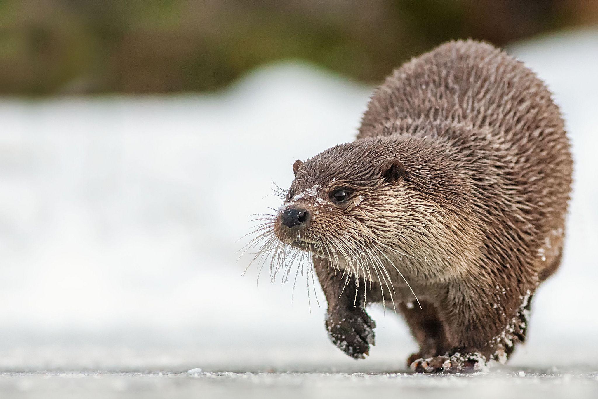 2048x1366 Otter HD Wallpaper and Background Image