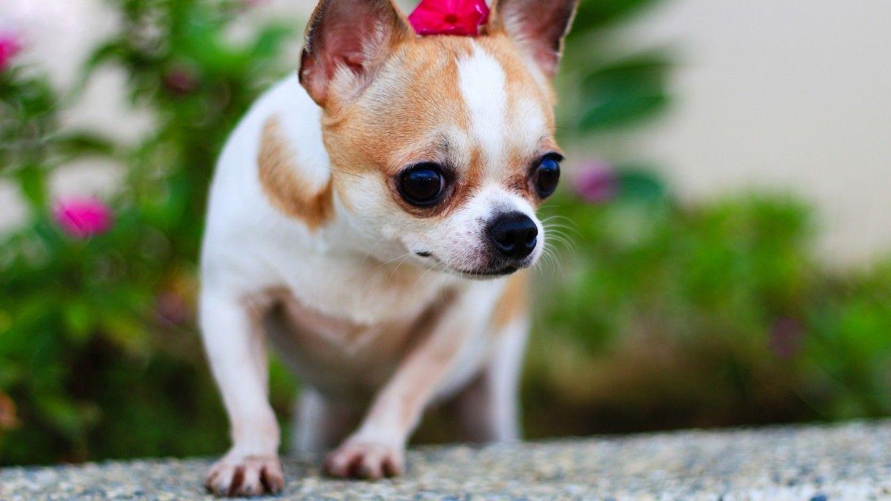 1280x720 Download 1280x720 Chihuahua, Small Dogs, Blur Wallpaper