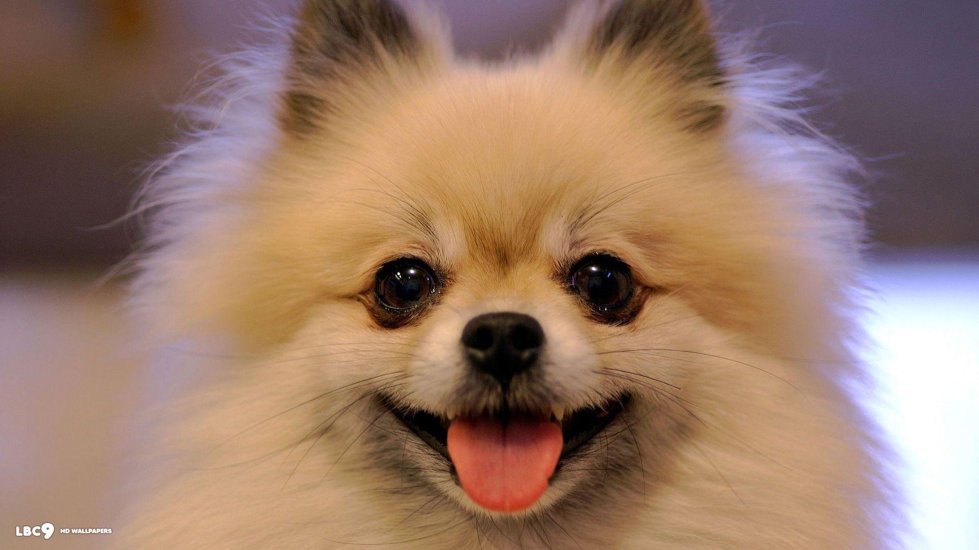 1920x1080 Cute chihuahua wallpaper Gallery