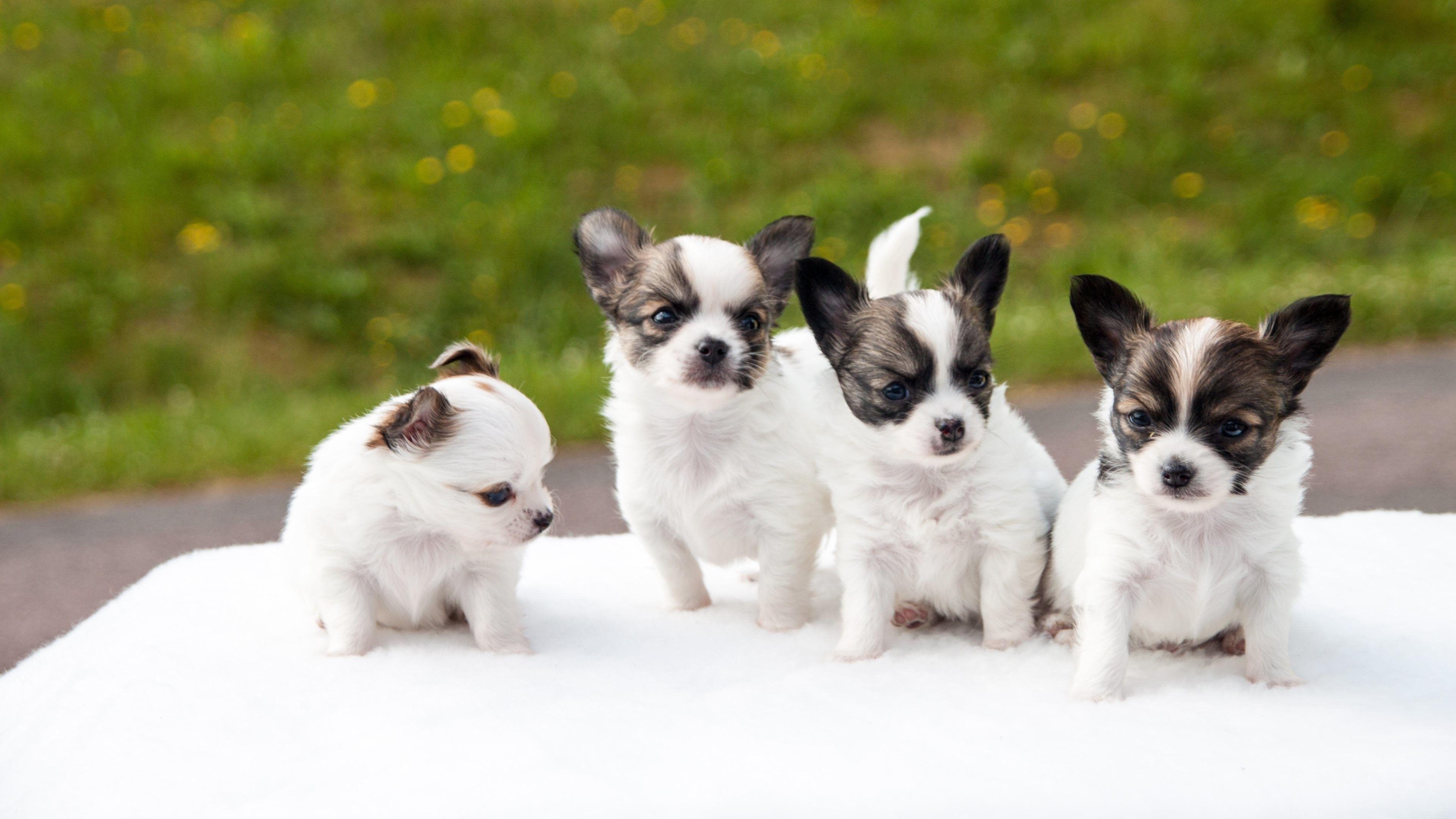 3840x2160 Chihuahua Puppies Wallpaper Desktop