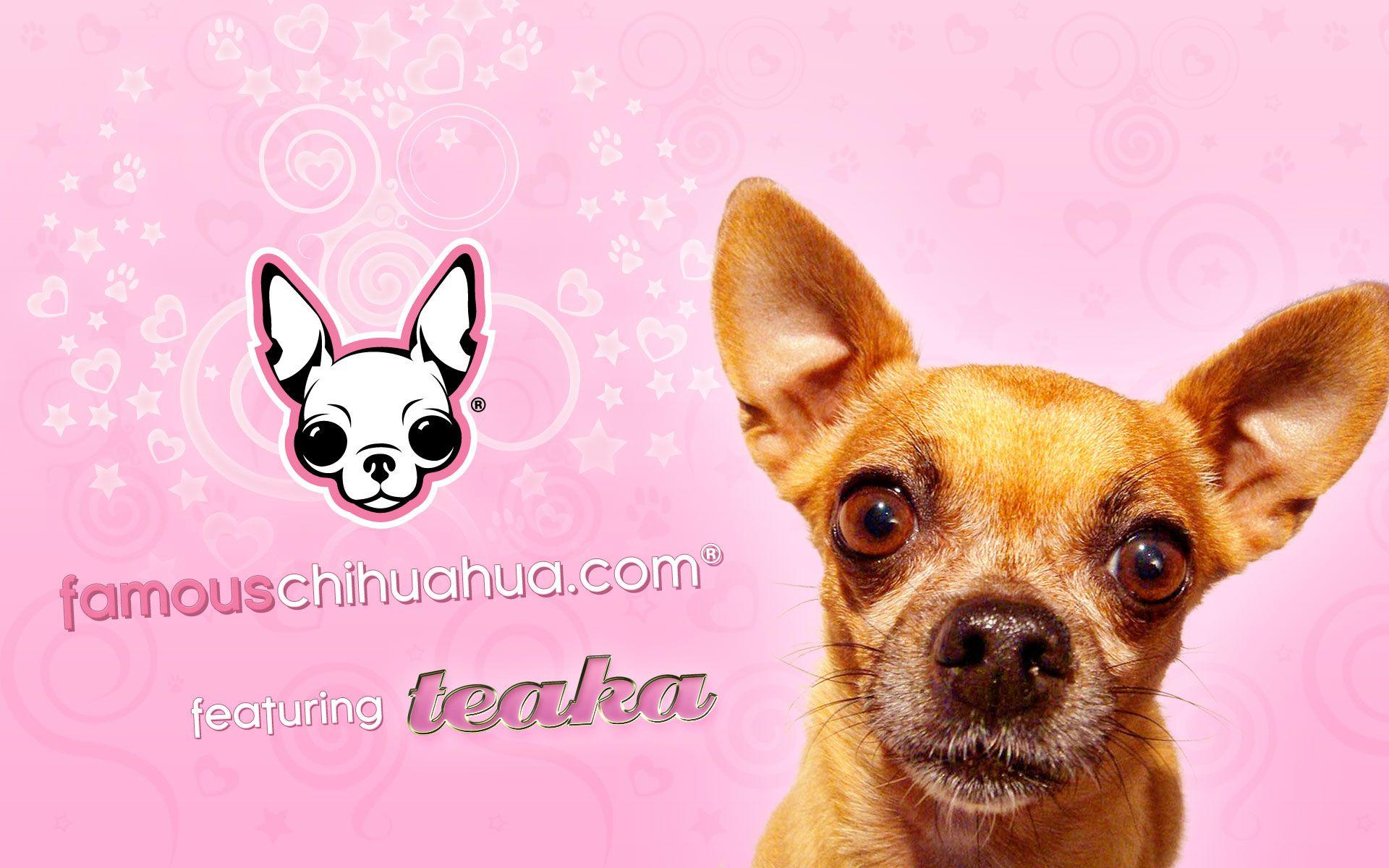 1920x1200 Chihuahua Wallpaper 4K (1920x1200 px)