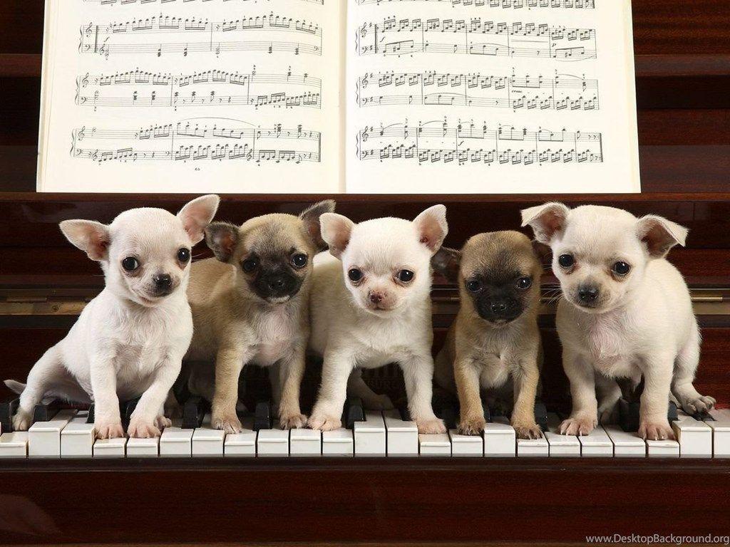 1024x768 Chihuahua Wallpaper Desktop Background