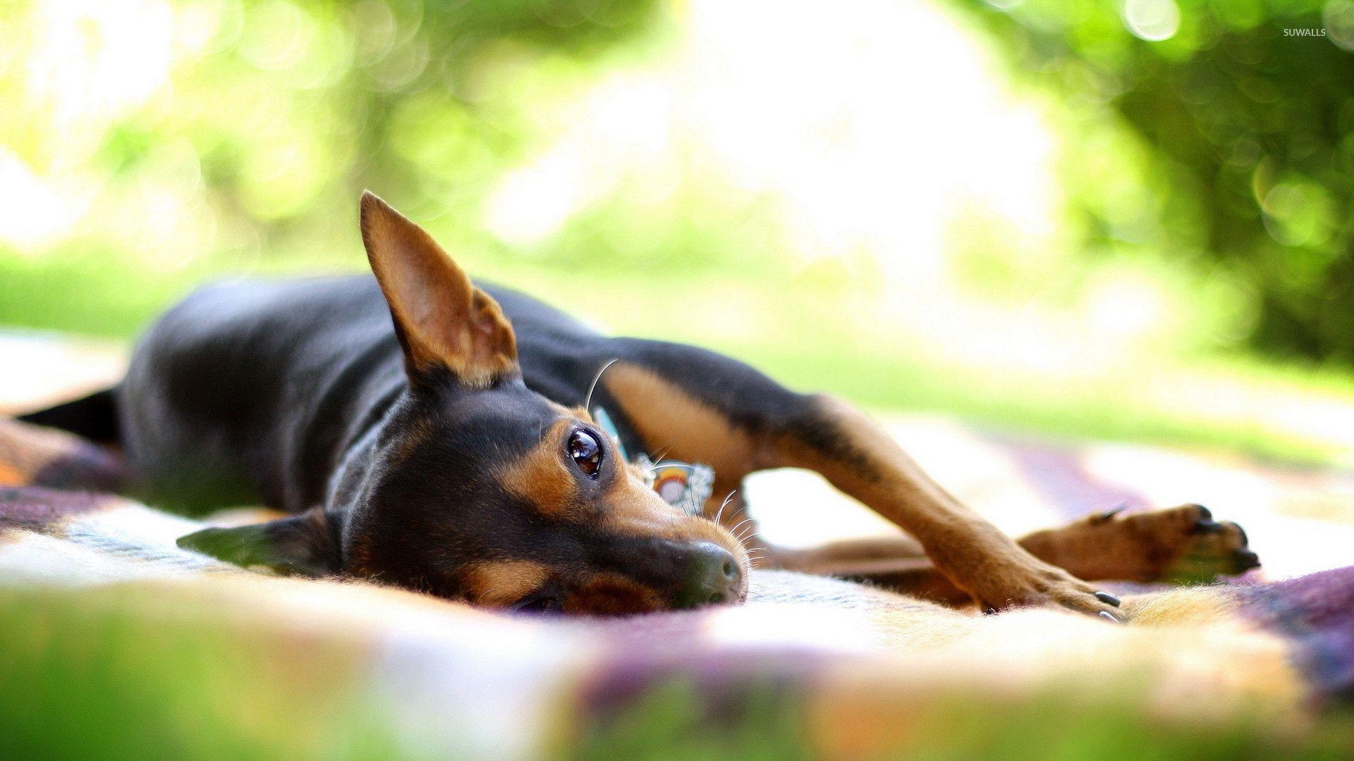 1920x1080 Lazy chihuahua wallpaper wallpaper