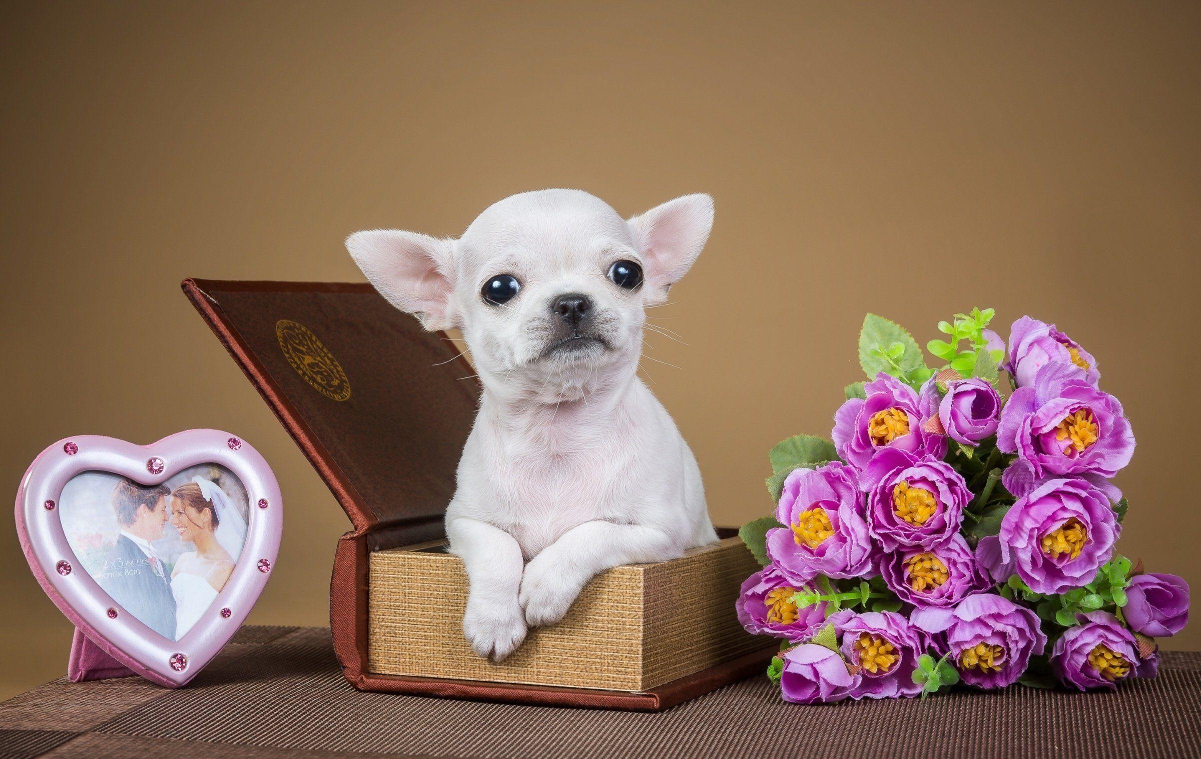 2400x1518 chihuahua, Puppy, Dog, Flowers, Jewelry, Box Wallpaper HD