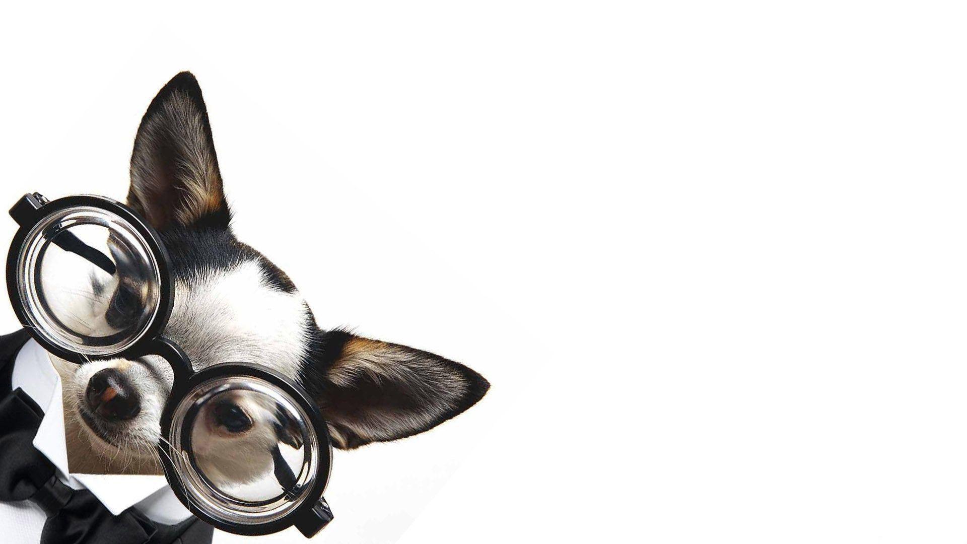 1920x1080 Chihuahua Wallpaper