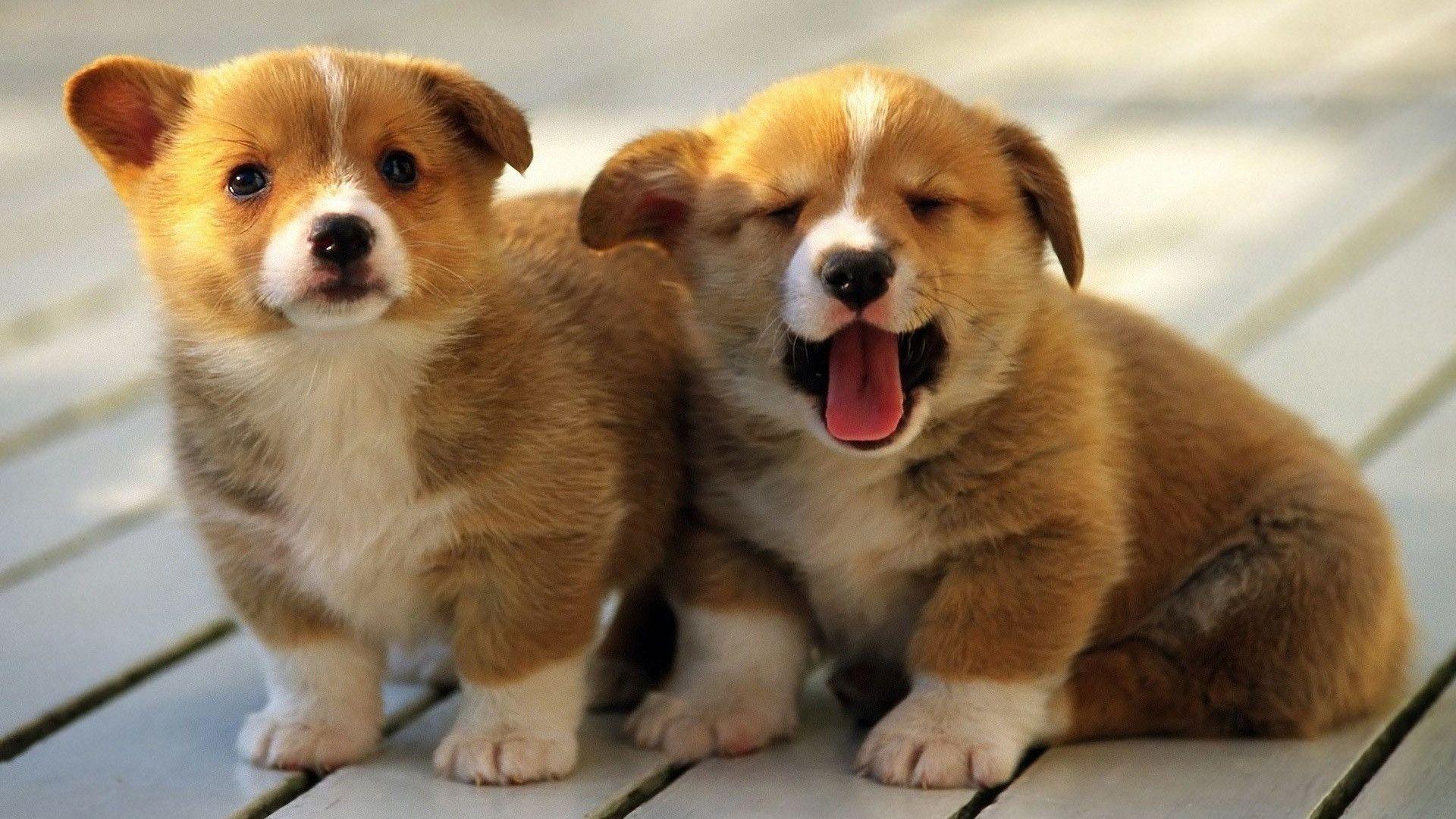 1920x1080 Corgi Wallpaper