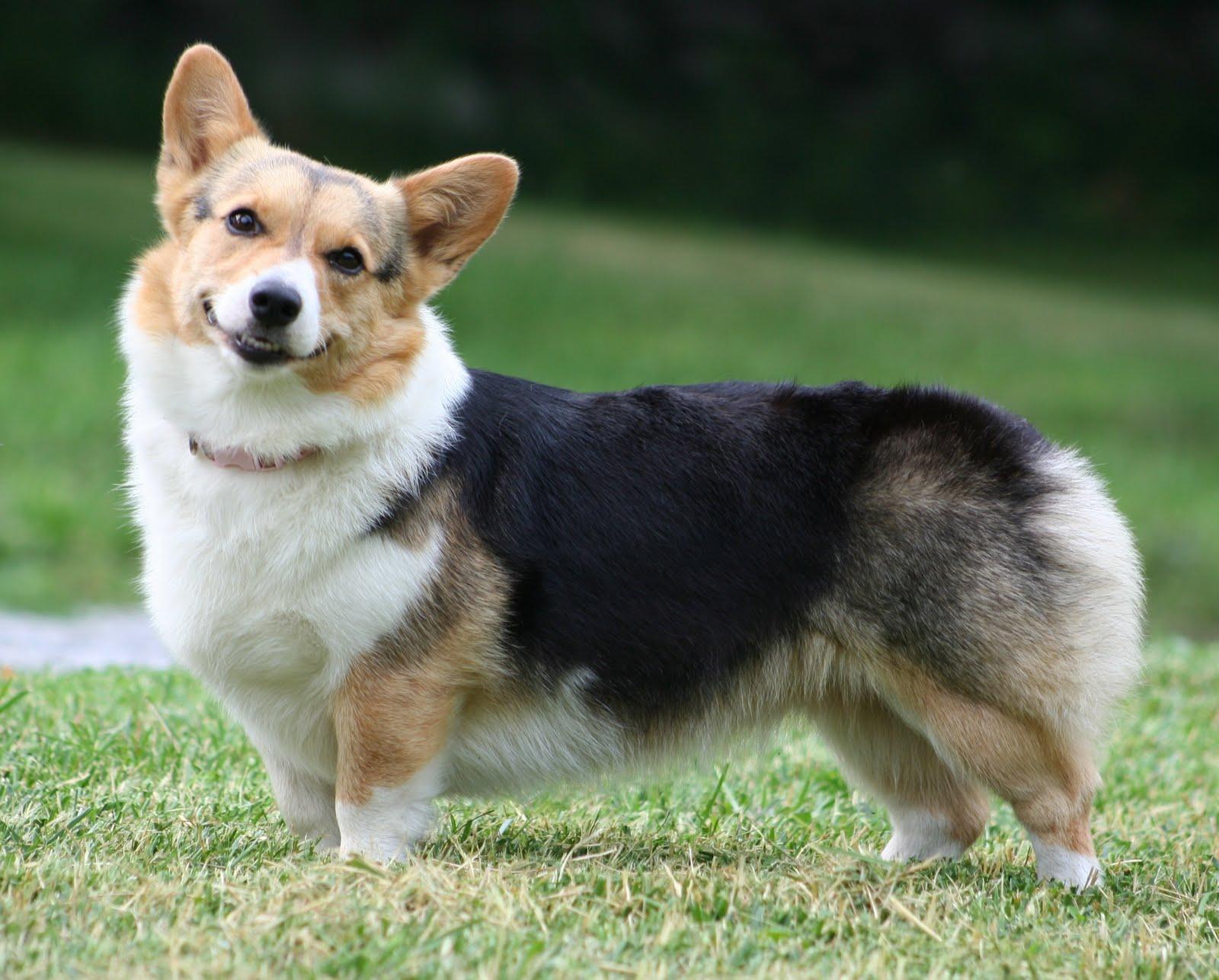 1600x1287 Corgi Wallpaper