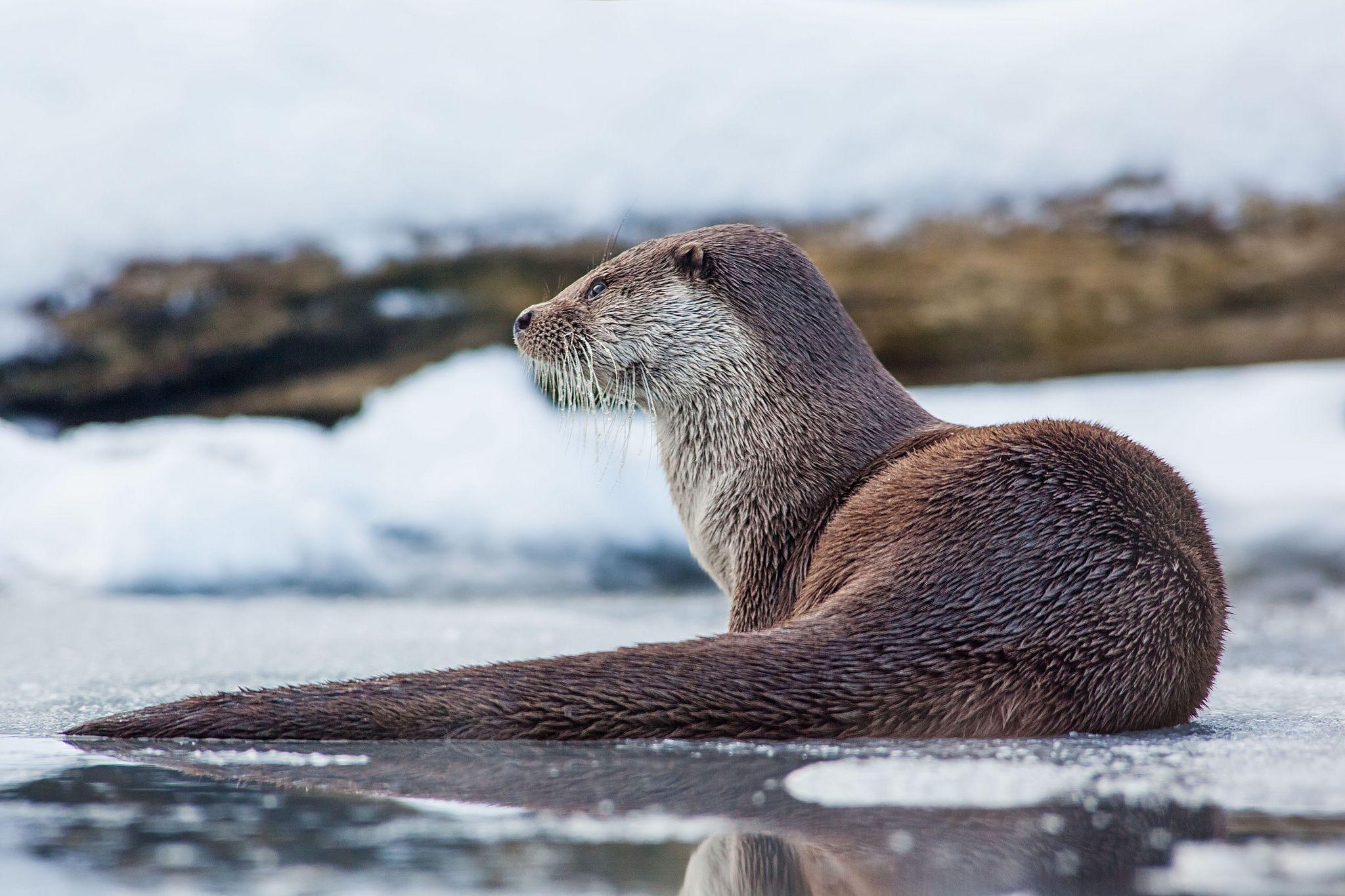 2048x1365 Otter HD Wallpaper and Background Image