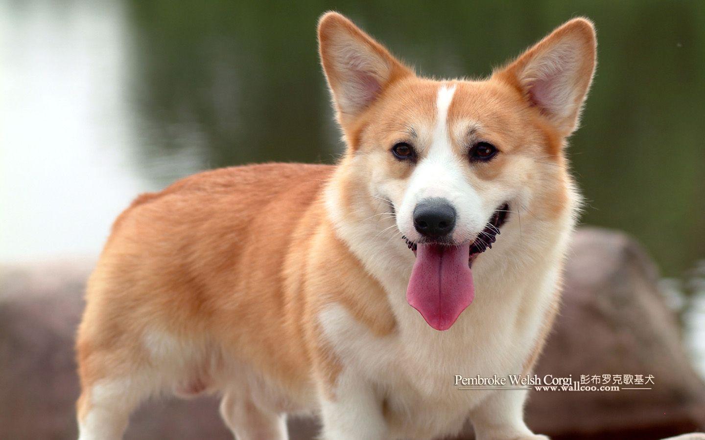 1440x900 Corgi Wallpaper