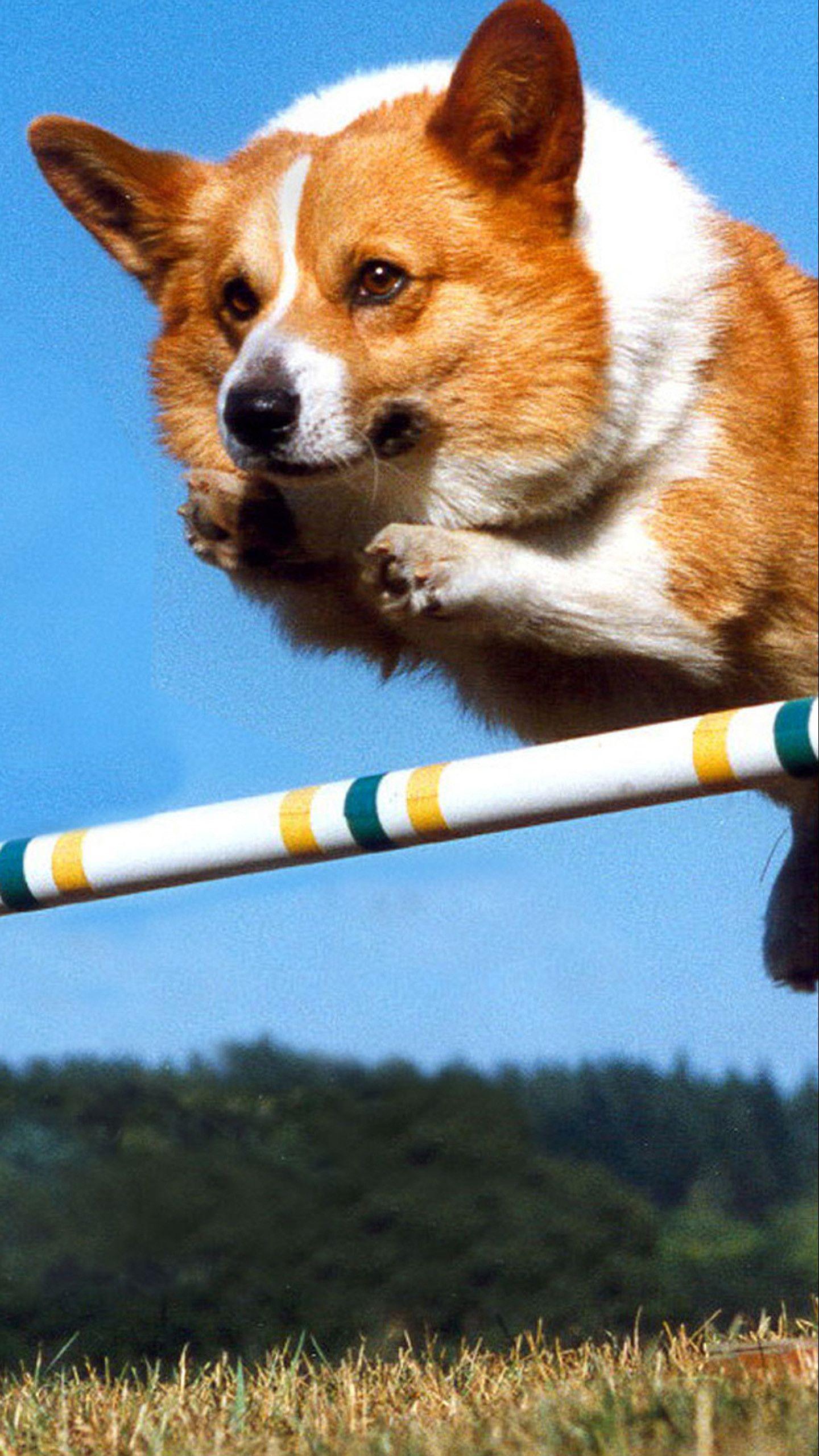 1440x2560 Corgi Wallpaper background picture