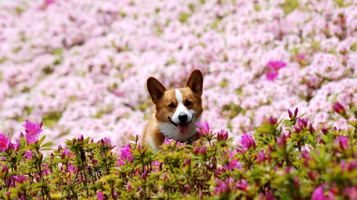 1366x768 Corgi Wallpaper