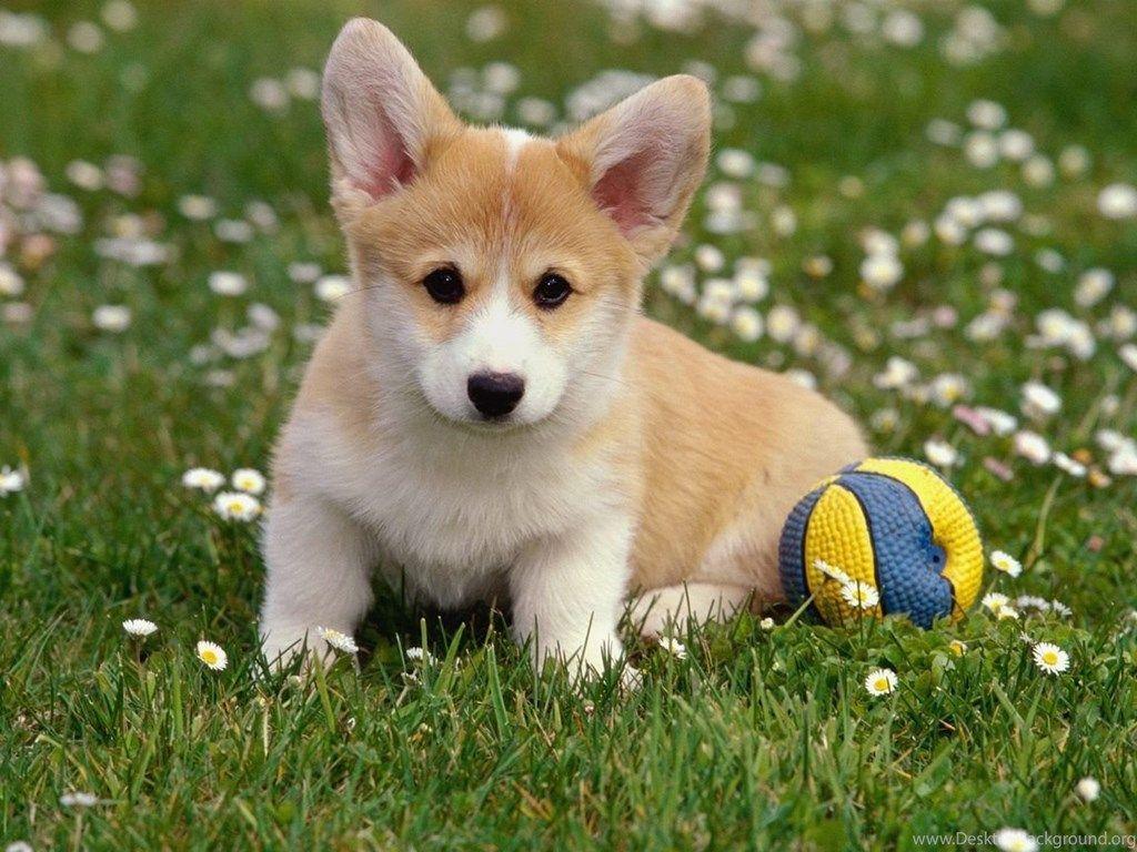 1024x768 Lovely Puppy Corgi Wallpaper For Your Computer Desktop
