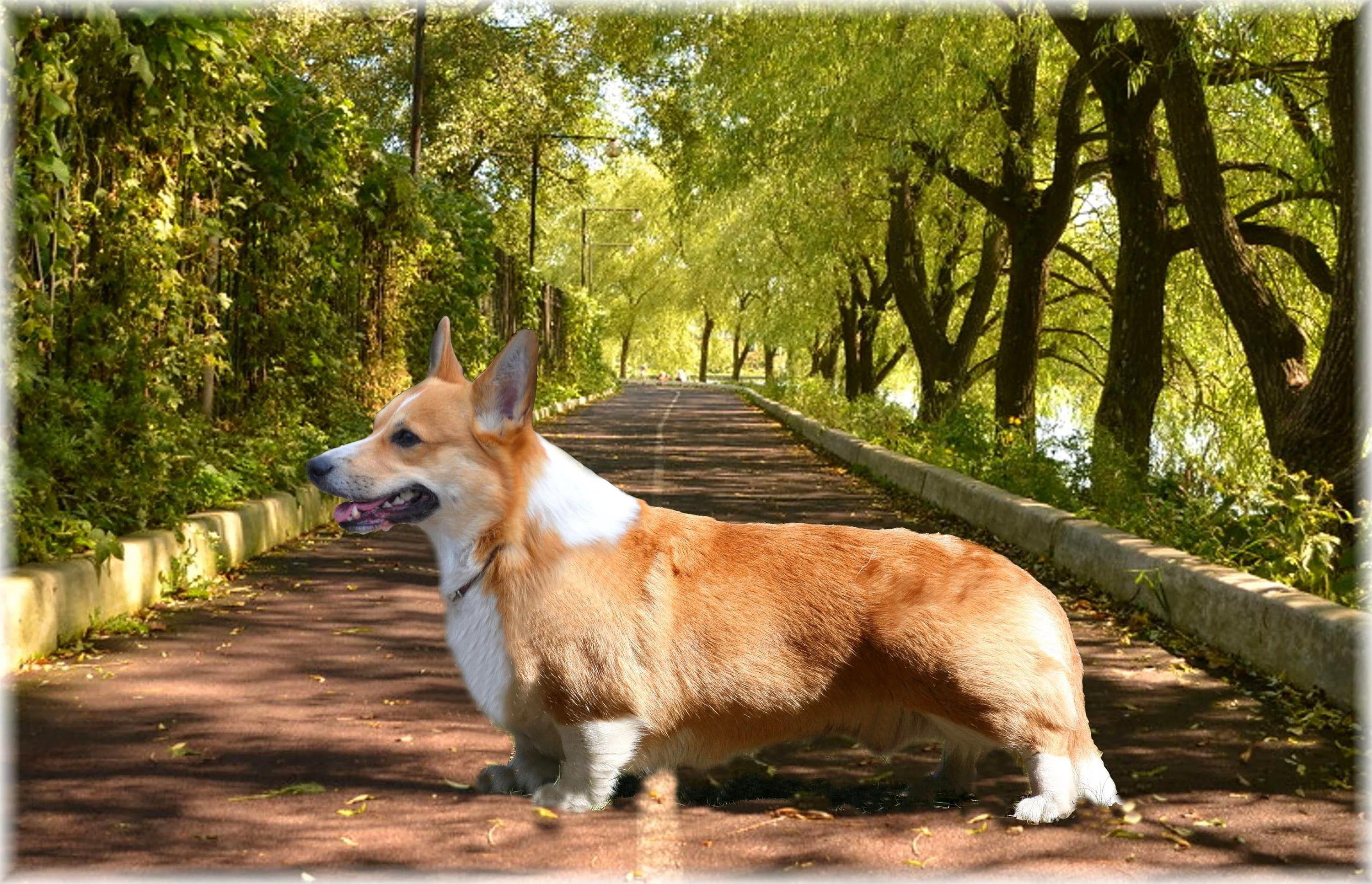3000x1933 Corgi Wallpaper background picture
