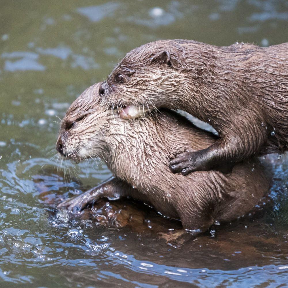 1000x1000 Otter Picture [HD]. Download Free Image