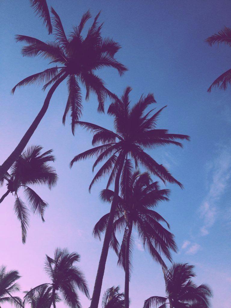 Vsco Palm Tree Wallpapers Top Free Vsco Palm Tree Backgrounds