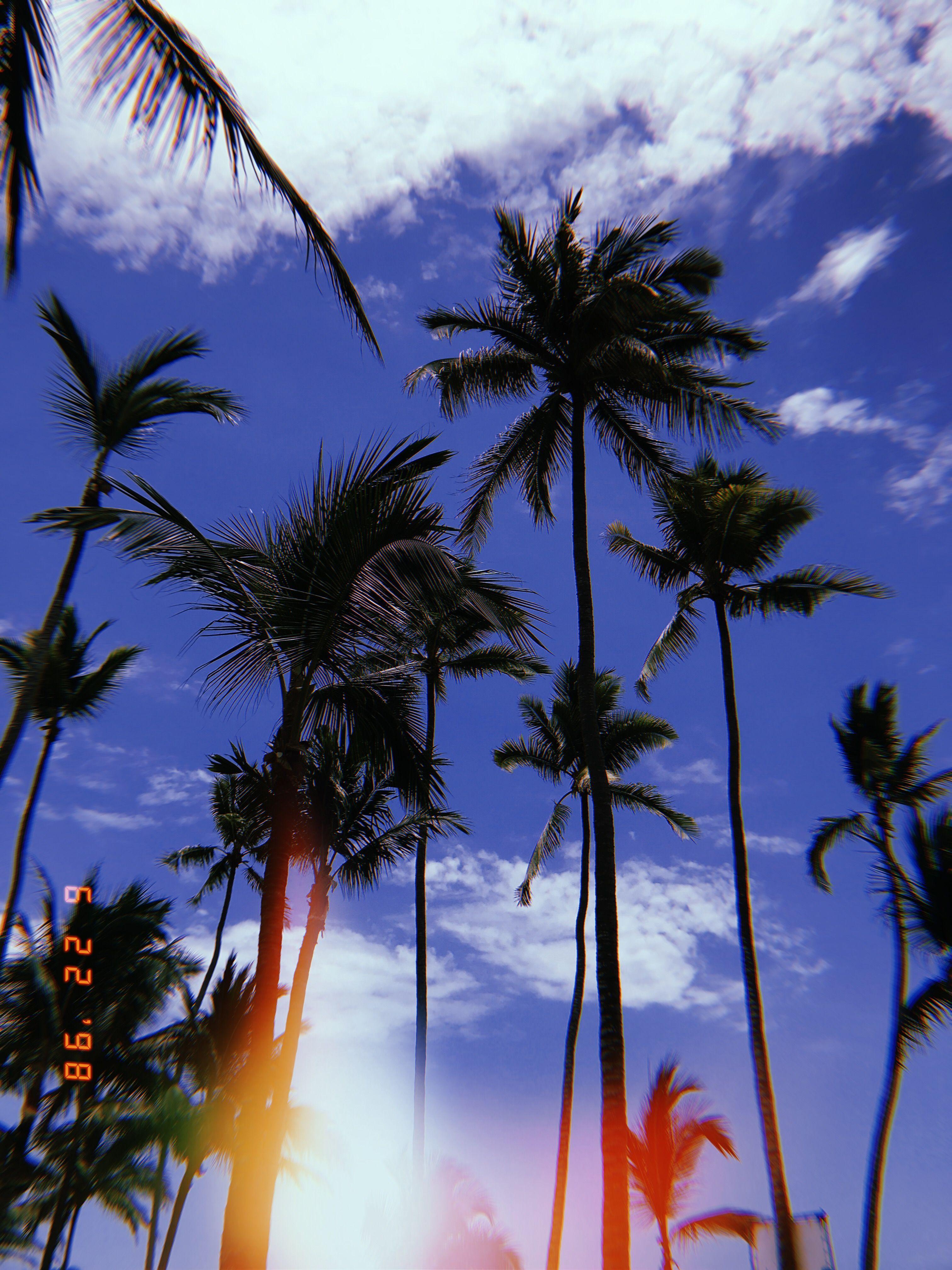 Vsco Palm Tree Wallpapers Top Free Vsco Palm Tree Backgrounds