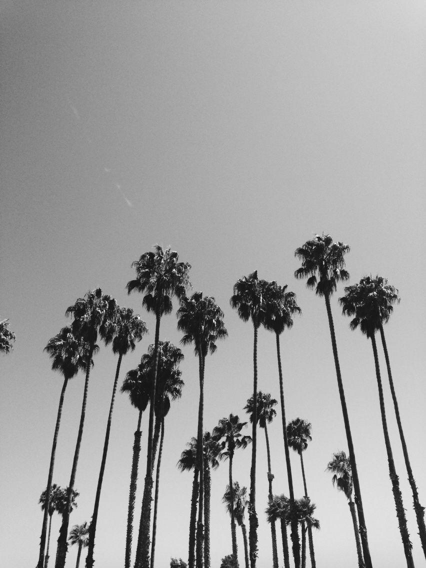 VSCO Palm Tree Wallpapers - Top Free VSCO Palm Tree Backgrounds ...