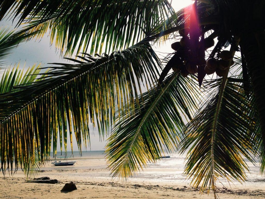 1024x768 VSCO Palm. Ambaro Beach, Nosy Be, Madagascar