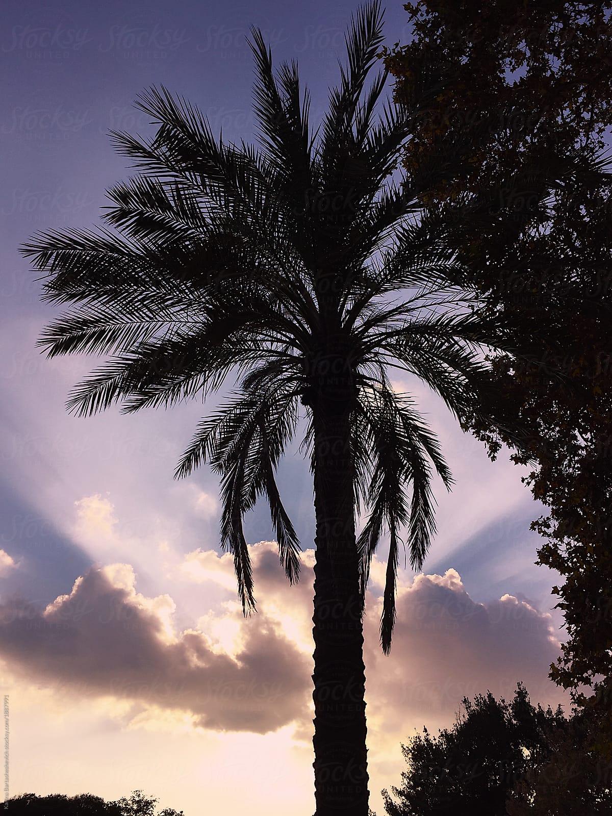 1200x1600 palm tree at sunset with a purple sky