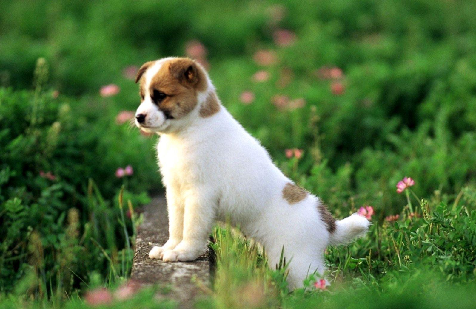 Cute Puppy Dog Wallpapers - Top Những Hình Ảnh Đẹp