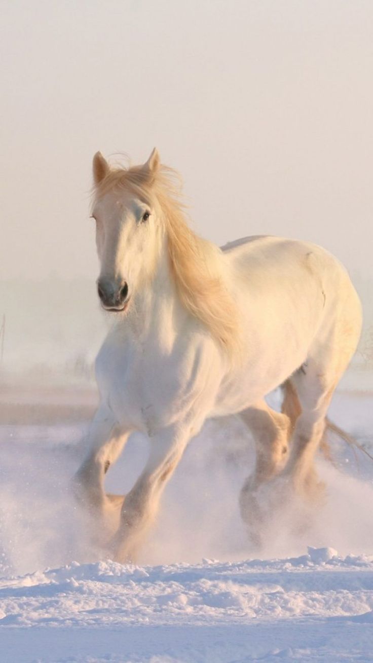 736x1308 White Horse Running Winter Snow 4K