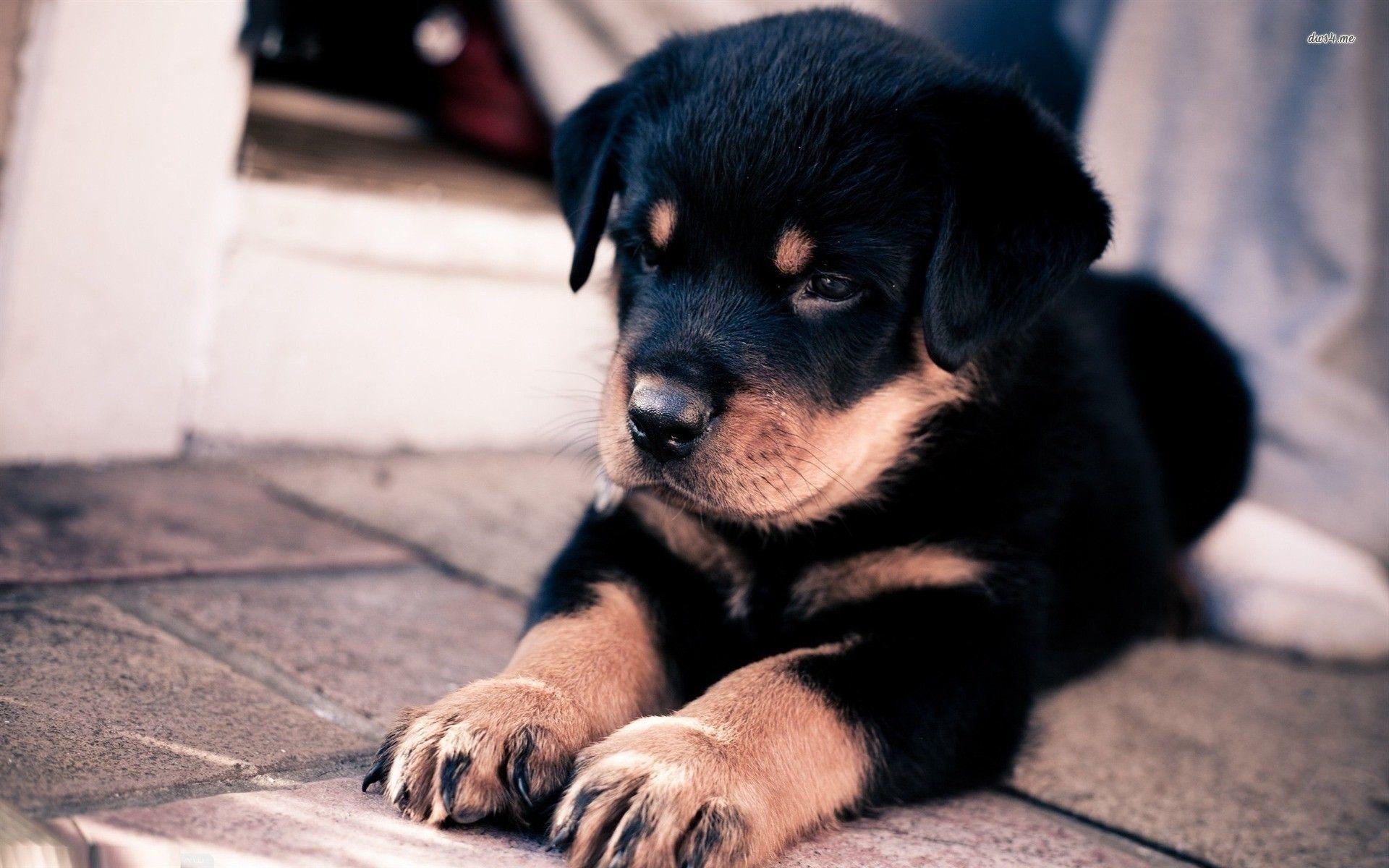 1920x1200 Cute Dogs and Puppies Wallpaper background picture