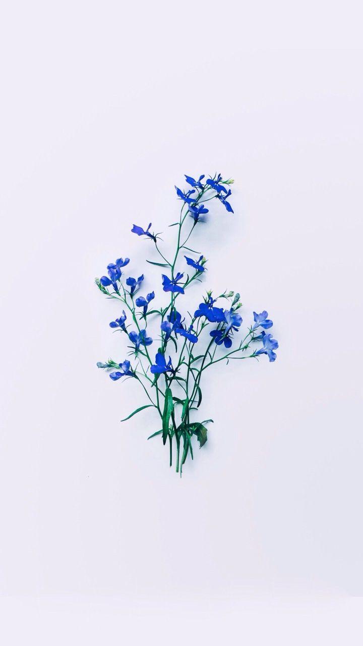 Blue Flowers Aesthetic Wallpapers - Top Free Blue Flowers Aesthetic  Backgrounds - WallpaperAccess
