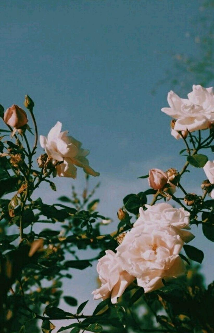 Pink Roses Wallpaper Aesthetic