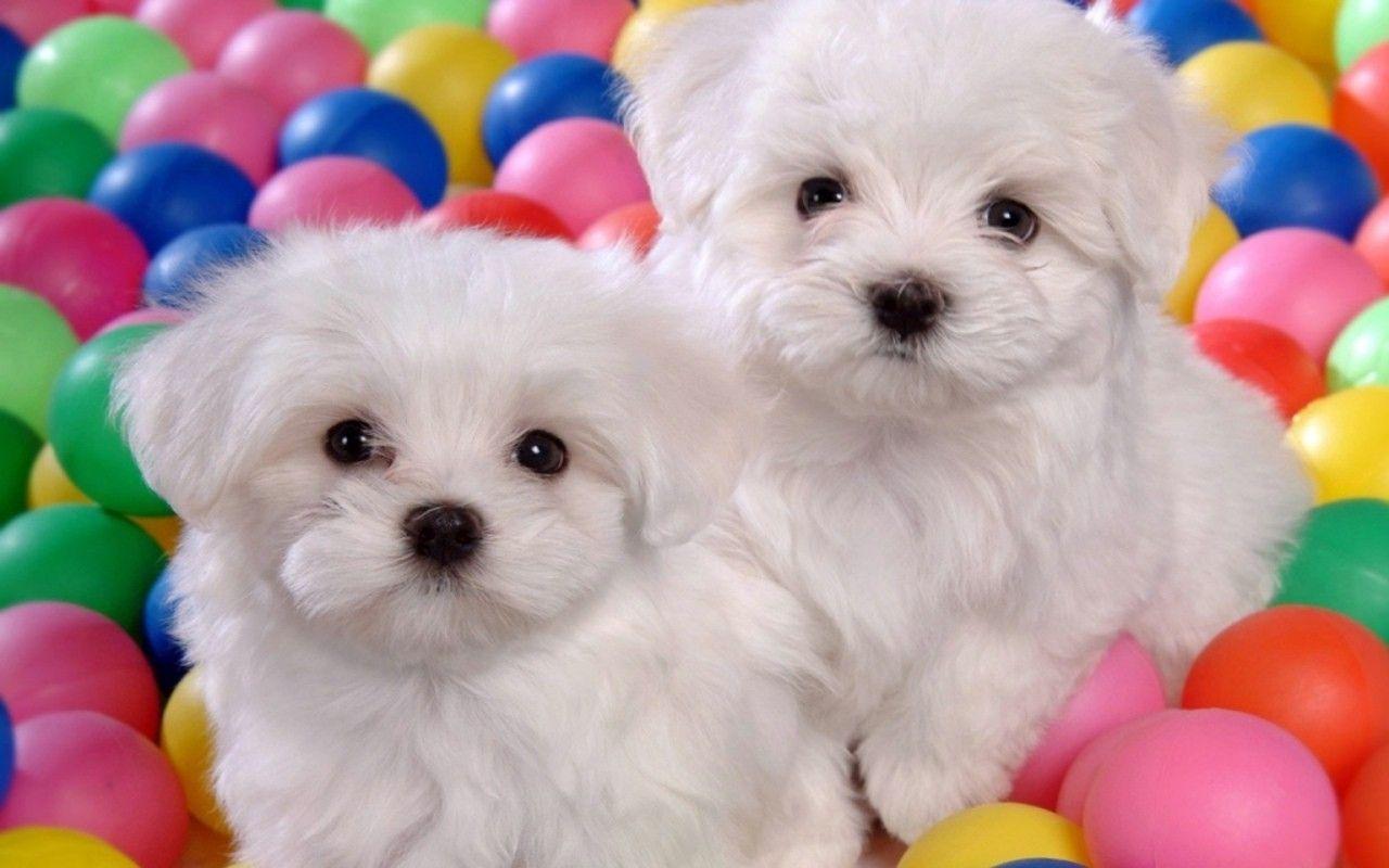 1280x800 Cute, Puppies, Puppies, Pets, Puffy