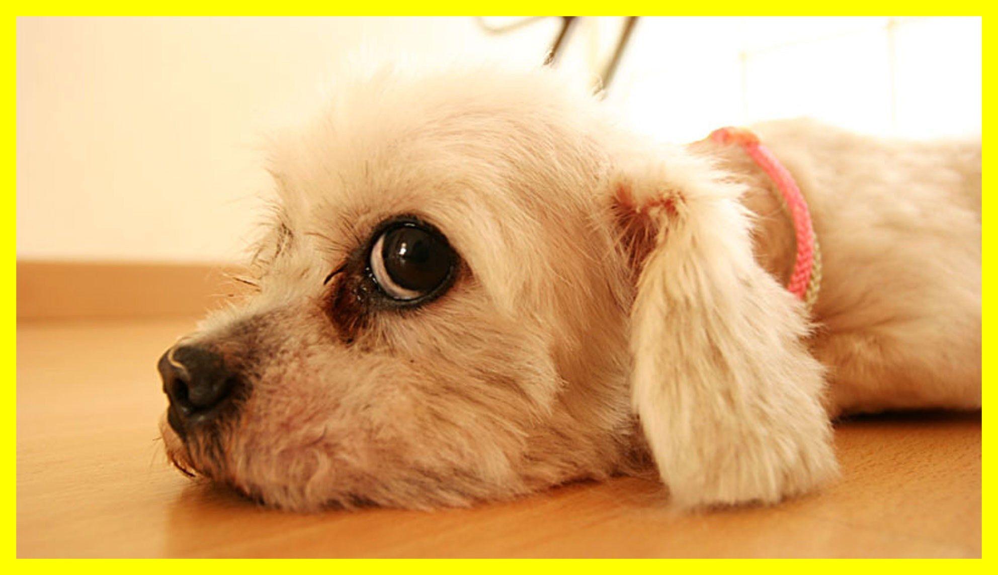 1984x1144 Puppies Cute Wallpaper background picture
