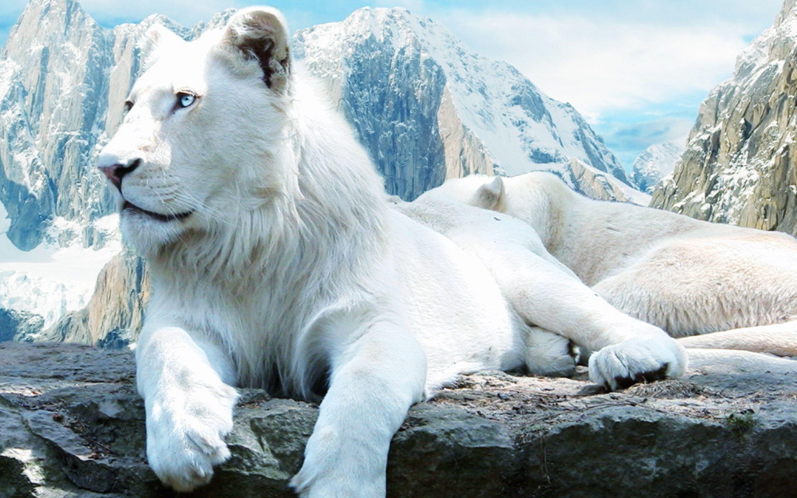 White Lion Wallpapers - Top Free White Lion Backgrounds - WallpaperAccess