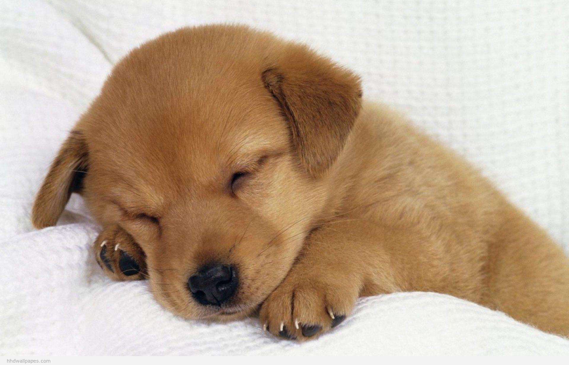 1920x1230 Cute Dogs Wallpaperafari Puppy Dog Wallpaper