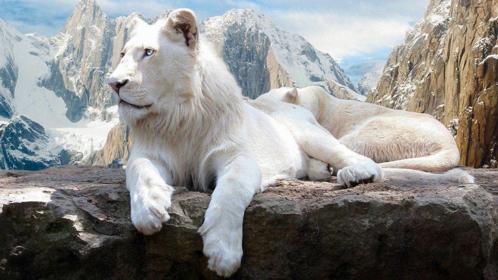 White Lion Wallpapers - Top Những Hình Ảnh Đẹp