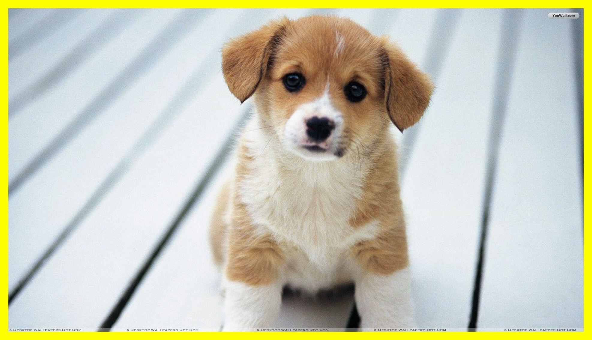 1974x1134 Cute Puppy Desktop Wallpaper