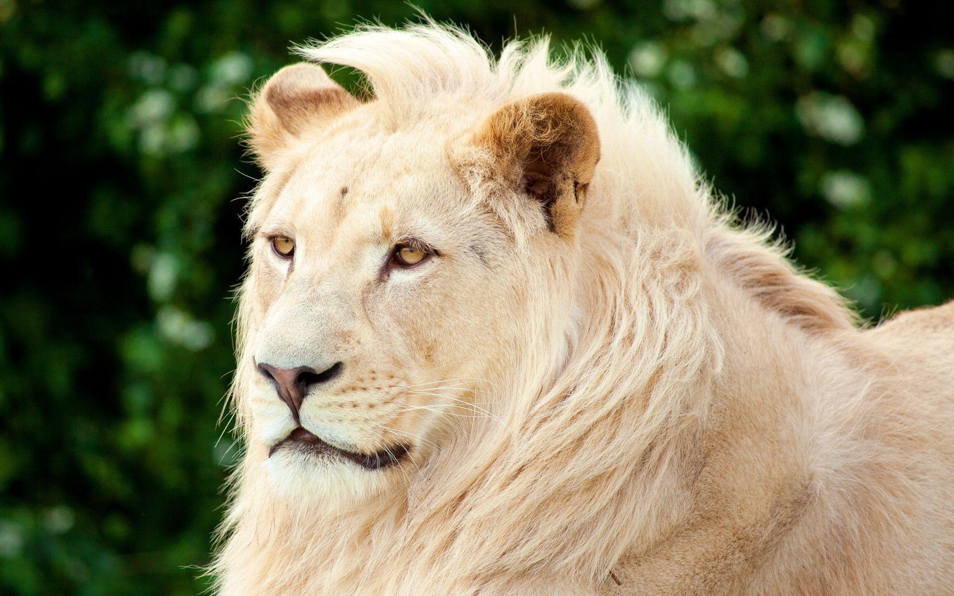 1920x1200 1920x1200 white lion desktop background. white lion