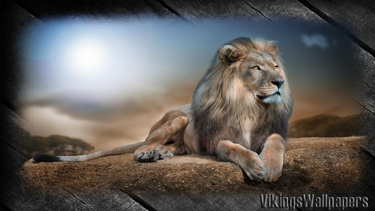 1280x720 White Lion Wallpaper for Android