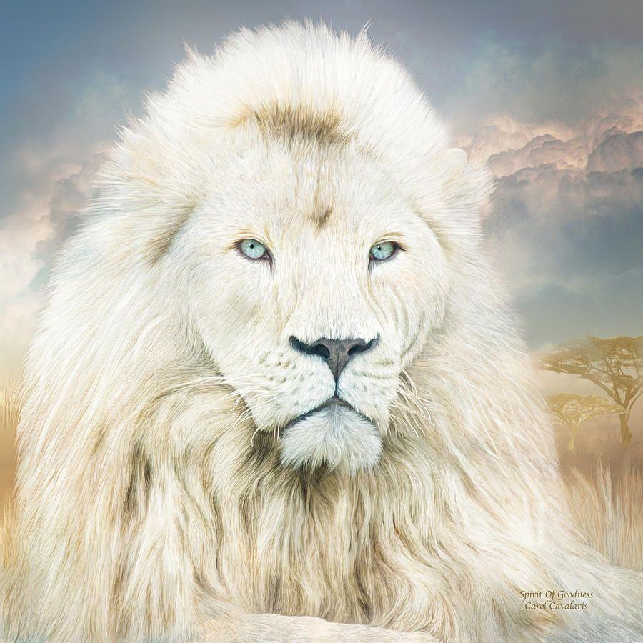 900x900 White Lion Wallpaper #KEQ9RPX. Wallperio.com™