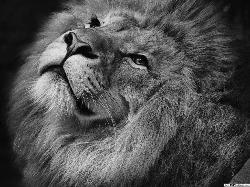 1024x768 Colorful Lion Wallpaper HD Download Wallpaper