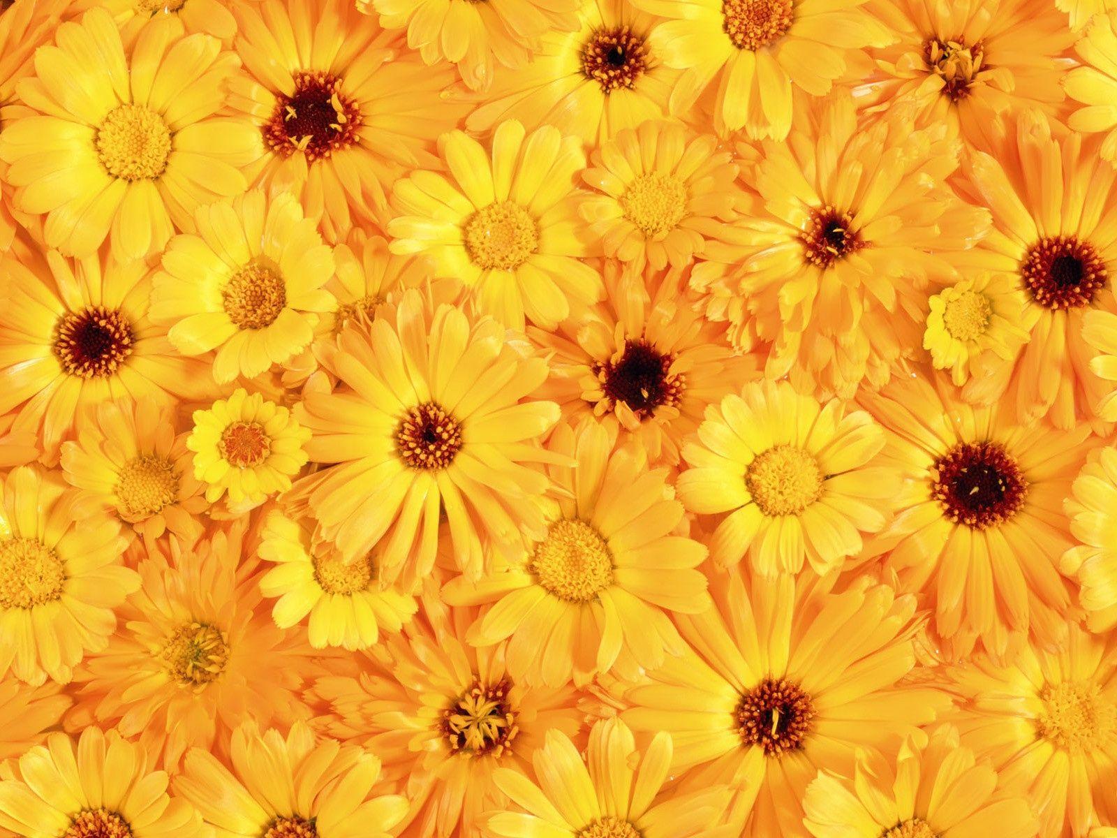 Aesthetic Wallpaper Yellow Sunflower  . Find 24 Images That You Can Add To Blogs, Websites, Or As Desktop And Phone Wallpapers.